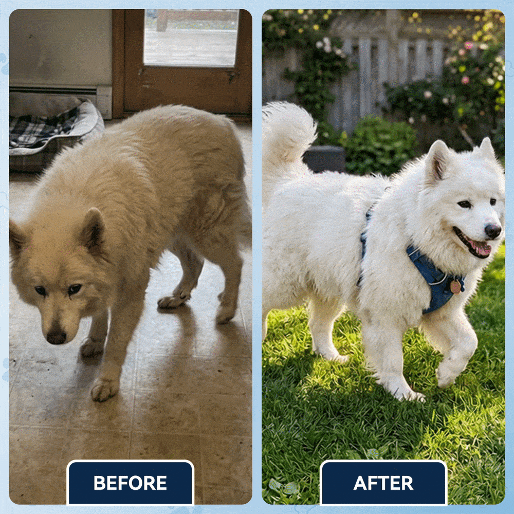 Advanced Hip & Joint Support Soft Chews, Make Their Favorite Walk Feel Easy Again.