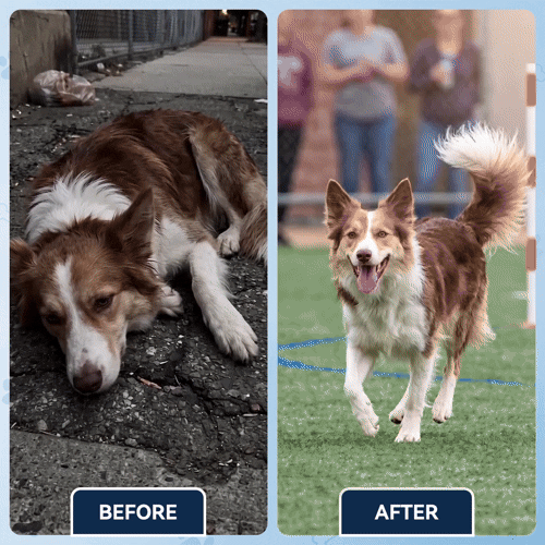 Advanced Hip & Joint Support Soft Chews, Make Their Favorite Walk Feel Easy Again.