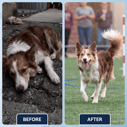 Advanced Hip & Joint Support Soft Chews, Make Their Favorite Walk Feel Easy Again.