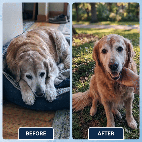 Advanced Hip & Joint Support Soft Chews, Make Their Favorite Walk Feel Easy Again.