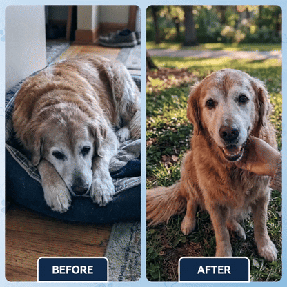 Advanced Hip & Joint Support Soft Chews, Make Their Favorite Walk Feel Easy Again.